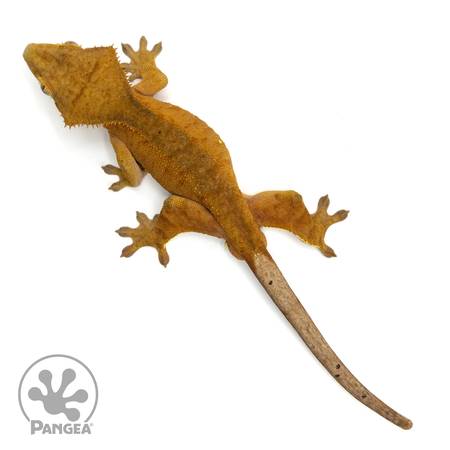 Male Red Phantom Crested Gecko From Pangea (Grayson)63739476505217122