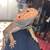 bearded dragon 11 thumbnail
