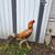 Rooster 1 thumbnail