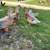 Saxony ducks 2 thumbnail