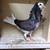 Fancy Show Pigeon 1 thumbnail
