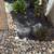 🌵🌿🎍🌴YARD CLEAN UPS AND RE BARK🌵🌴☘️🎍🌿🌹 2 thumbnail