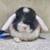 Holland lop rabbit 1 thumbnail
