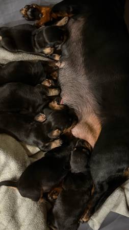 Mini Dachshund 1