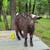 Nigerian Dwarf Wethers 1 thumbnail