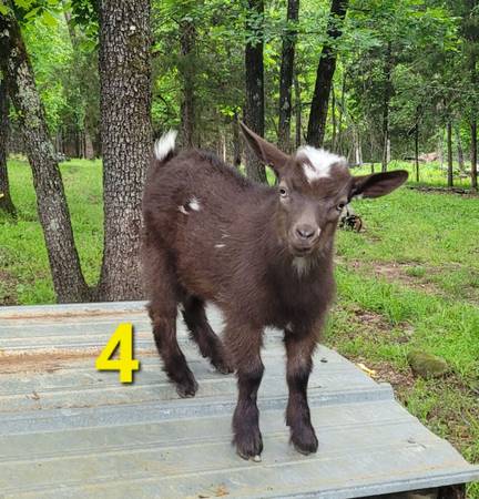 Nigerian Dwarf Wethers 1