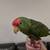 RED CROWNED AMAZON PARROT 1 thumbnail