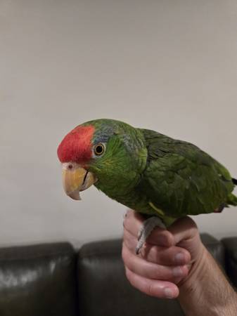 RED CROWNED AMAZON PARROT 1