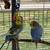 Parakeets 6 thumbnail