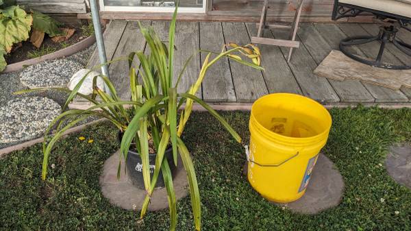 White Cymbidium Orchid with flower spike- in 10" pot 1