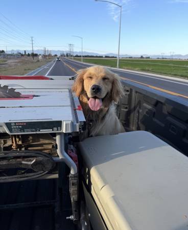 1 Year Old Golden Retriever 1