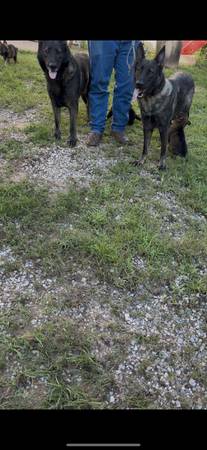 cachorro macho pastor alemán (Edmond)63670591726339124