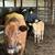 Cow calf pairs 2 thumbnail