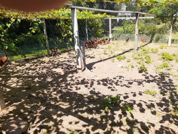 Rhode Island Red Hens 1