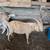 Cross Bred Billy Goats 4 thumbnail