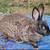 Homesteading combo 3 does 3 bucks 1 thumbnail