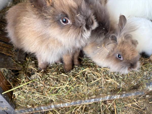 Lionhead rabbits63148706445827122