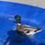 Call Ducks 1 thumbnail