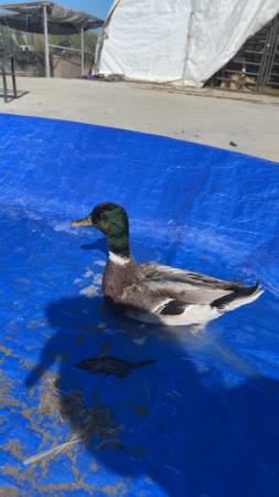 Call Ducks 1