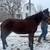 Peruvian paso mare 8 thumbnail
