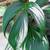 Philodendron Congos & other varieties of Rare Philodendrons, Aroids, + 10 thumbnail