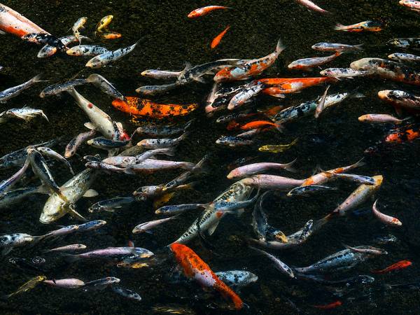 Japanese koi fish 1