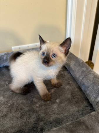 Kittens Siamese (Orange Park)63682104569857120