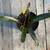 Bromeliads - cold hardy tropical plants 11 thumbnail