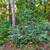 Almost 1/3 of an acre up above the Russian River! 4 thumbnail
