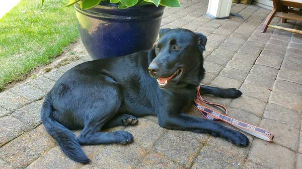 Free male lab 1.5 years old to great home (Tualatin)63616292524929121