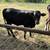 Calves 3 thumbnail