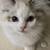 Adopt RAG DOLL Kittens Queens NYC 4 thumbnail