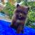 Chocolate pomeranian male 7 thumbnail
