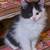 Two 9 week old black and white kittens 1 thumbnail
