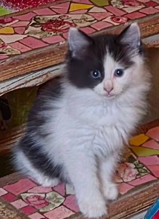 Two 9 week old black and white kittens 1