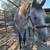 2yr old horse 6 thumbnail