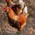 Ameraucana Rooster 3 thumbnail