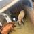 Boer goats 3 thumbnail