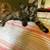 Kittens 3 thumbnail