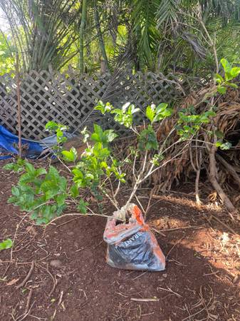 Pikake bush 1