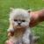 Newborn Persian kittens 8 thumbnail
