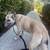 Found Dog 2 thumbnail