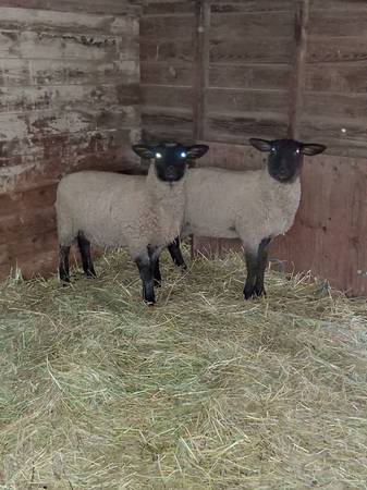 Suffolk Ewe Lambs 1