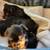 Yorkie puppies 2 thumbnail