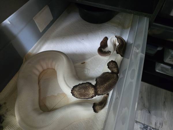 Ball pythons (Tacoma)63684398586755121