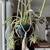 Pot of Big SPIDER PLANTS With BABIES-Air Cleaner Houseplant 4 thumbnail