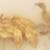 Ducklings 16 thumbnail