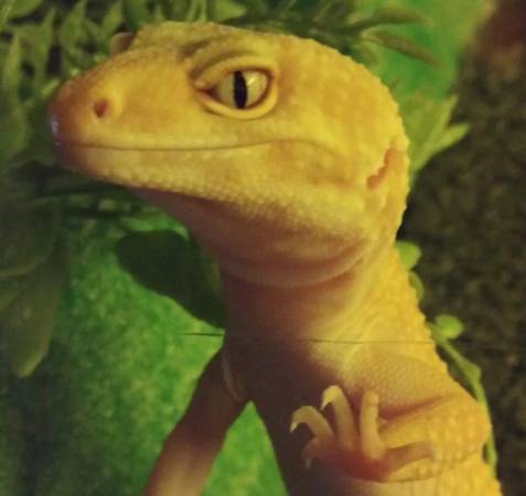 Male & female Leopard Geckos available, together or separate (Warner Robins, Middle GA)63922482080003120