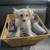 Pom Terrier 1 thumbnail