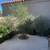 FREE Gorgeous Olive Tree and other plants 7 thumbnail